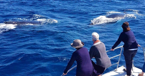 mooloolaba whale watching tours