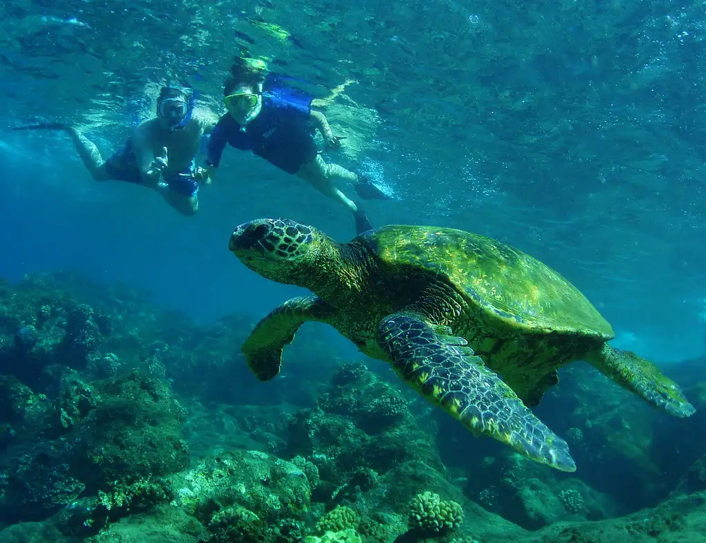 Oahu Sightseeing And Snorkel Tour