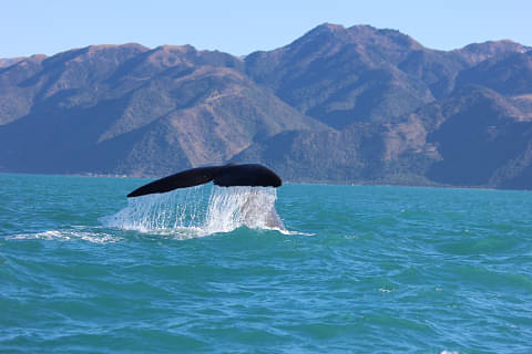 Kaikoura