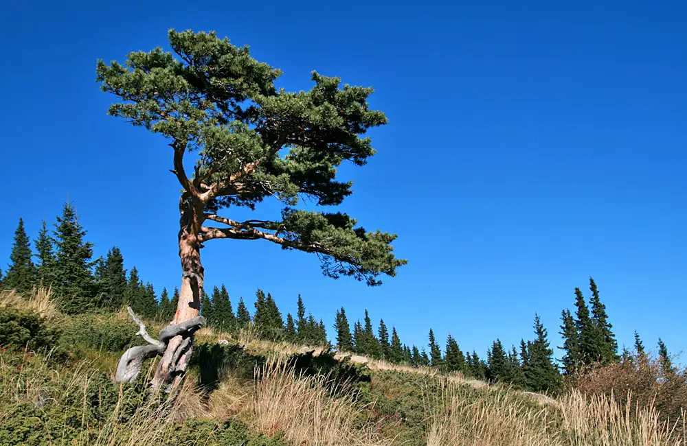 One-day Hiking Tour From Sofia To Vitosha Mountains