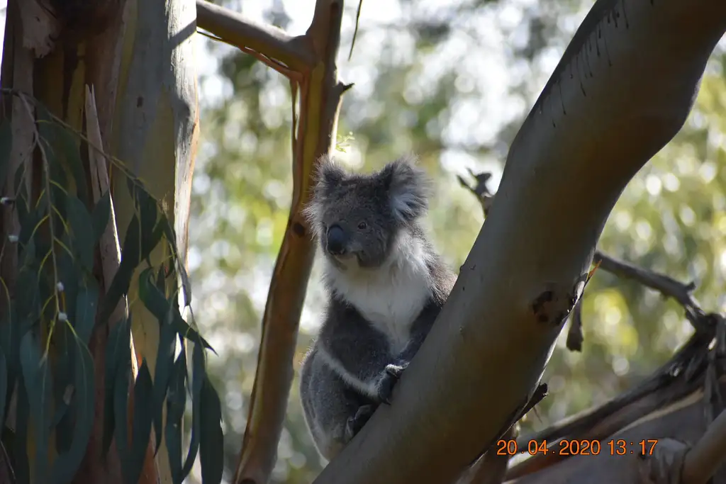 Healesville Sanctuary & Phillip Island Wildlife Park Bus Tour