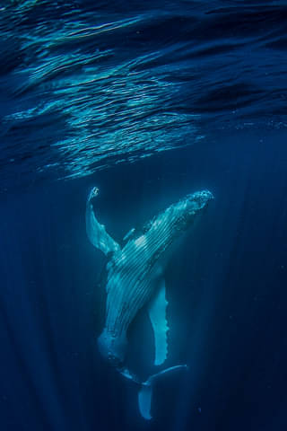 humpback whales swim exmouth