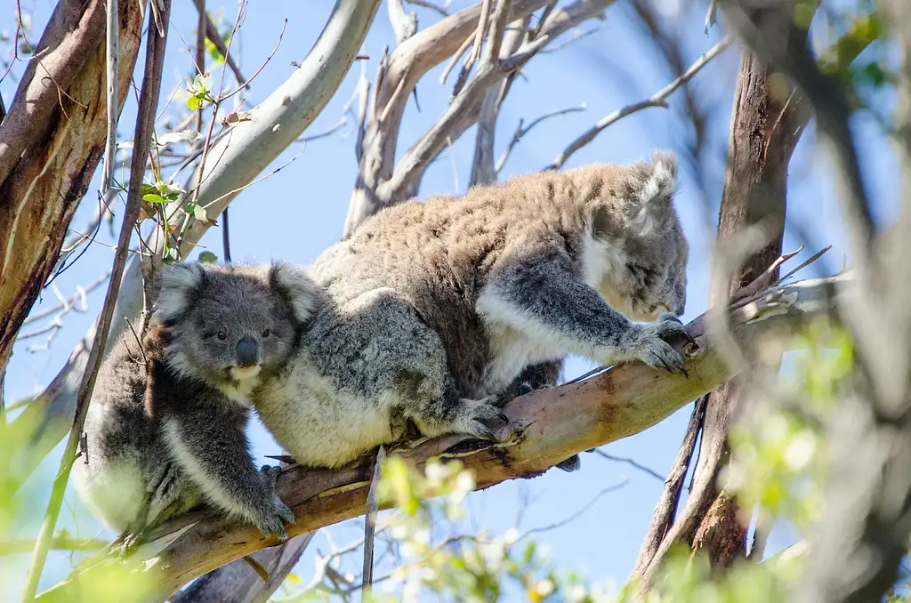 2 Day Great Ocean Road Tour | Melbourne to Adelaide