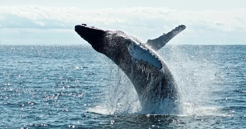Whale watching Byron Bay - Small Group Trip