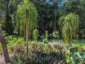 Private 5-Hour Tropical Gardens & Darwin Sightseeing Tour