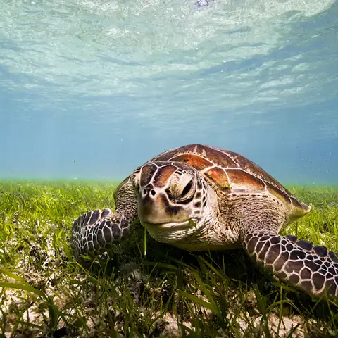 Green Island Turtle
