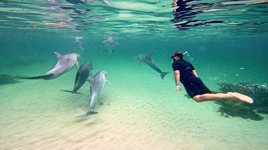 Swim with Dolphins or Seals on Kangaroo Island