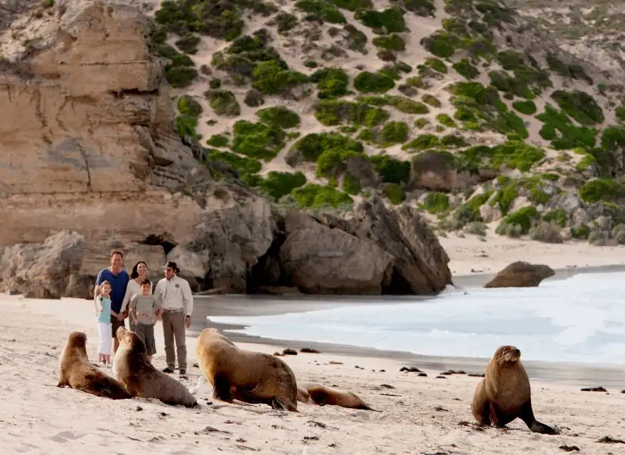 Scenic Nature & Wildlife Tour | From Kingscote