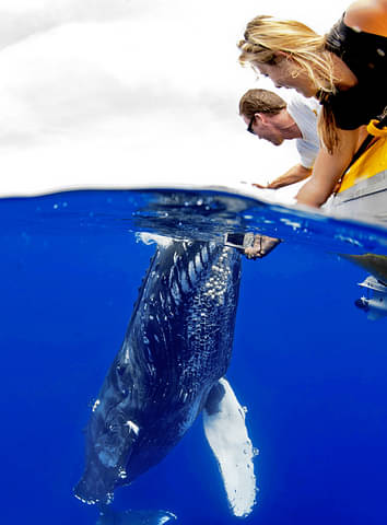 Maui Whale Watch Adventure Deals
