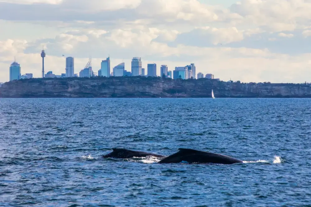 Sydney Whale Watching Cruise