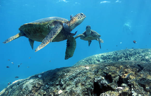 green turtles in Hawaii