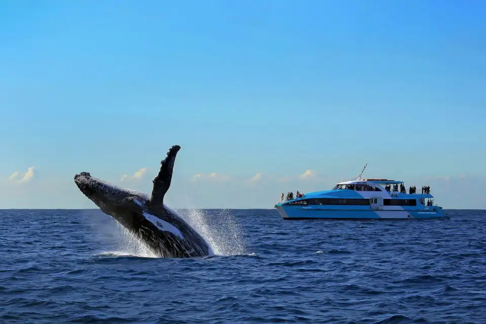 Sydney Whale Watching Tour | Circular Quay departure