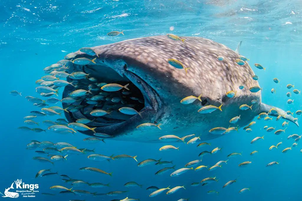 Whale Shark Snorkelling Adventure Tour (Apr-July) | Departing Exmouth