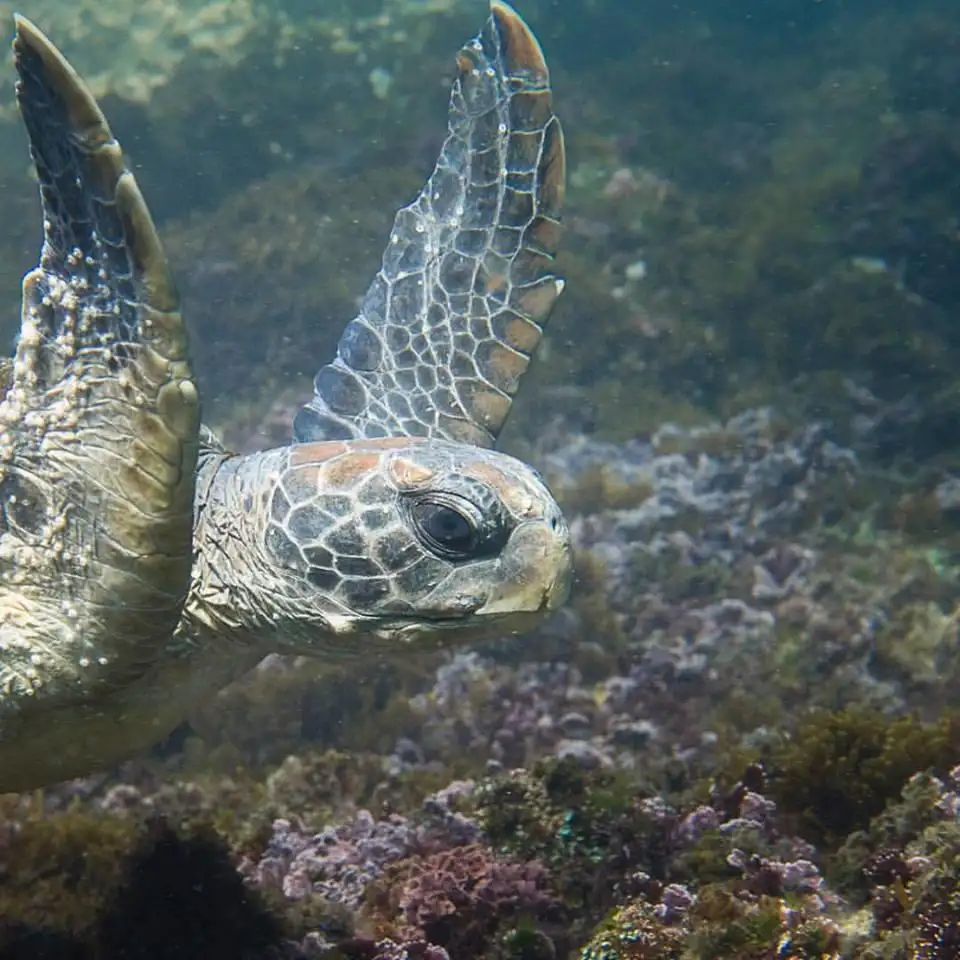Introductory Dive Course At Julian Rocks