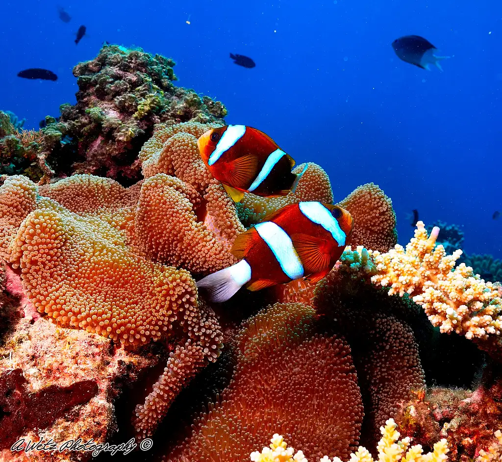 Great Barrier Reef Day Trip | Snorkel & Cert Dive Options
