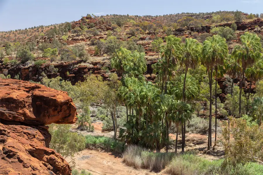 Palm Valley 1 Day Tour