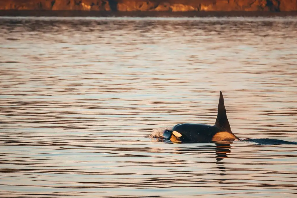 Sunset Whale Watching Adventure | From Victoria