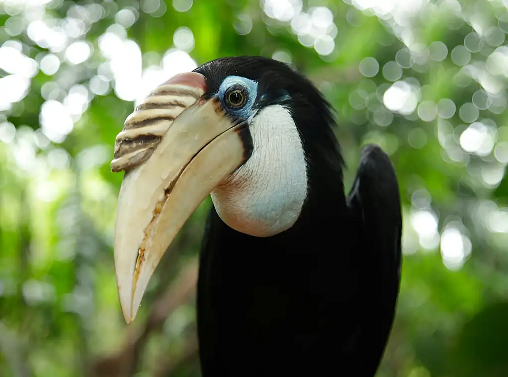 Entrance Tickets To Bird Paradise