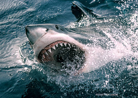 Shark Cage Diving Port Lincoln