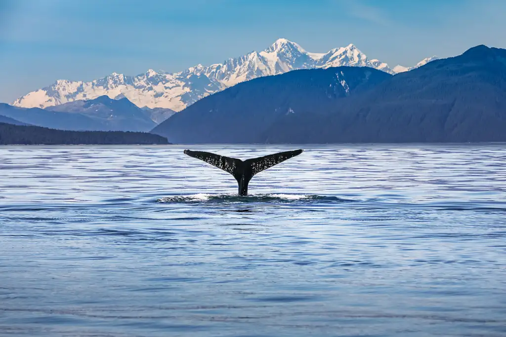 Kaikoura Day Trip From Christchurch with Whale Watch