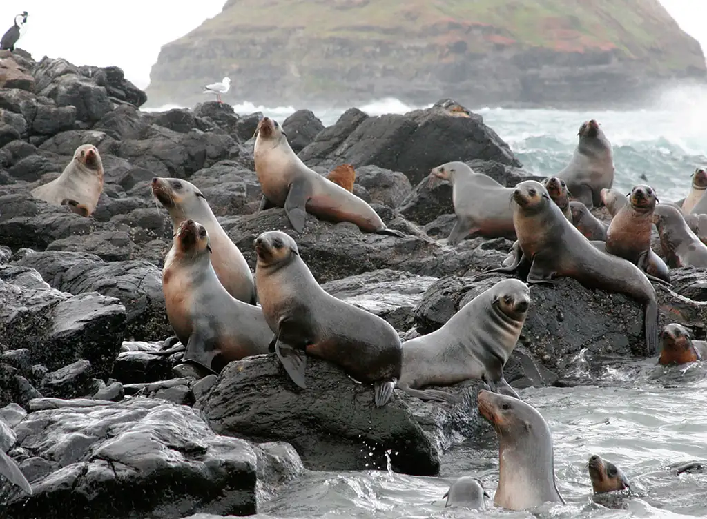 Scenic Flight 3 –  Seal Rocks, Penguins & The GP Circuit