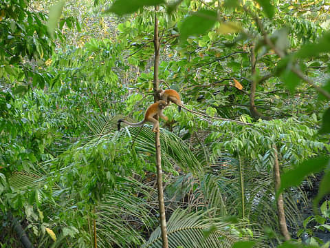 Manuel Antonio