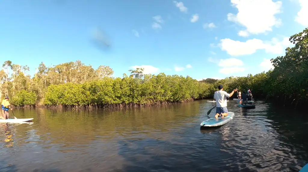 Noosa Stand Up Paddle & Mangrove Tunnel Tour