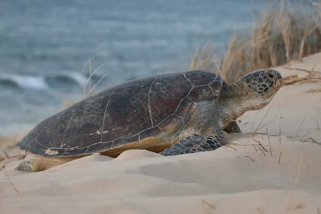 Summer Sunset Turtle Watching Tour | Exmouth