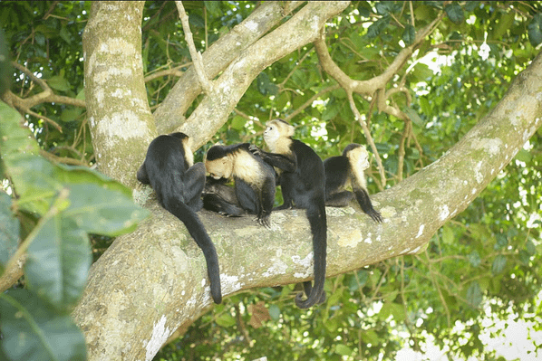 monkey-manuel-antonio