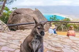 Wineglass Bay & Freycinet Day Tour from Hobart