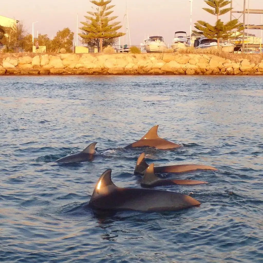 Mandurah Sunset Cruise with Tapas