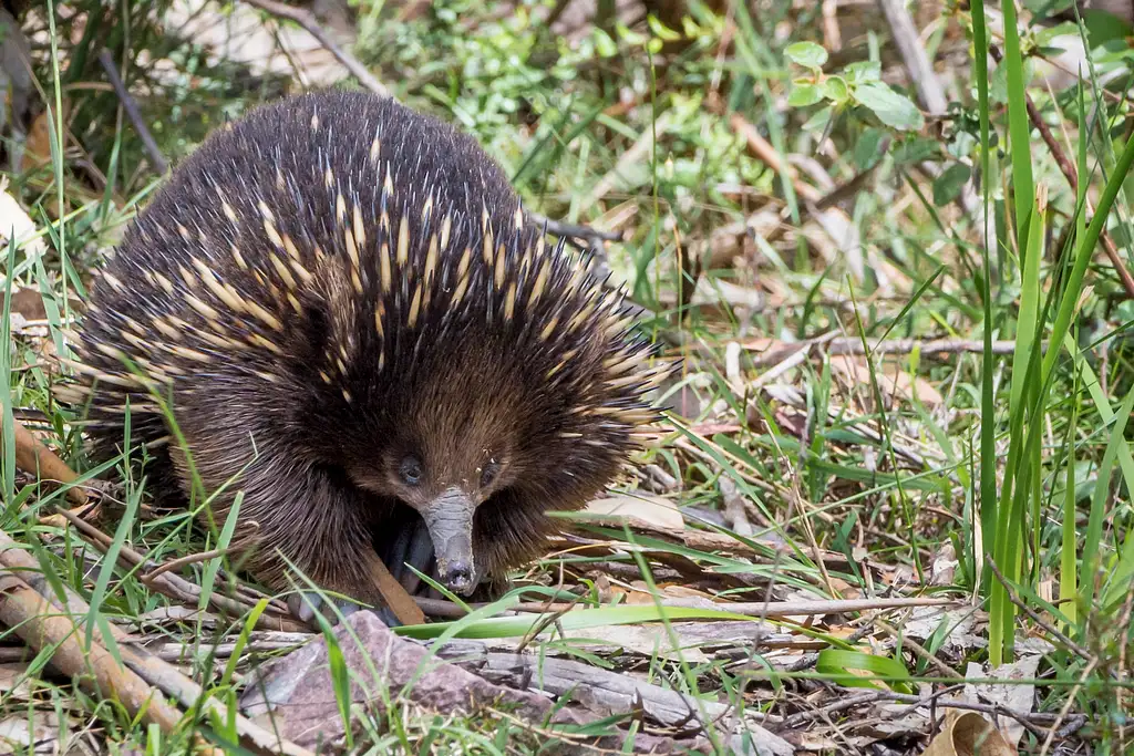 2 Day Great Ocean Road & Otway Discovery