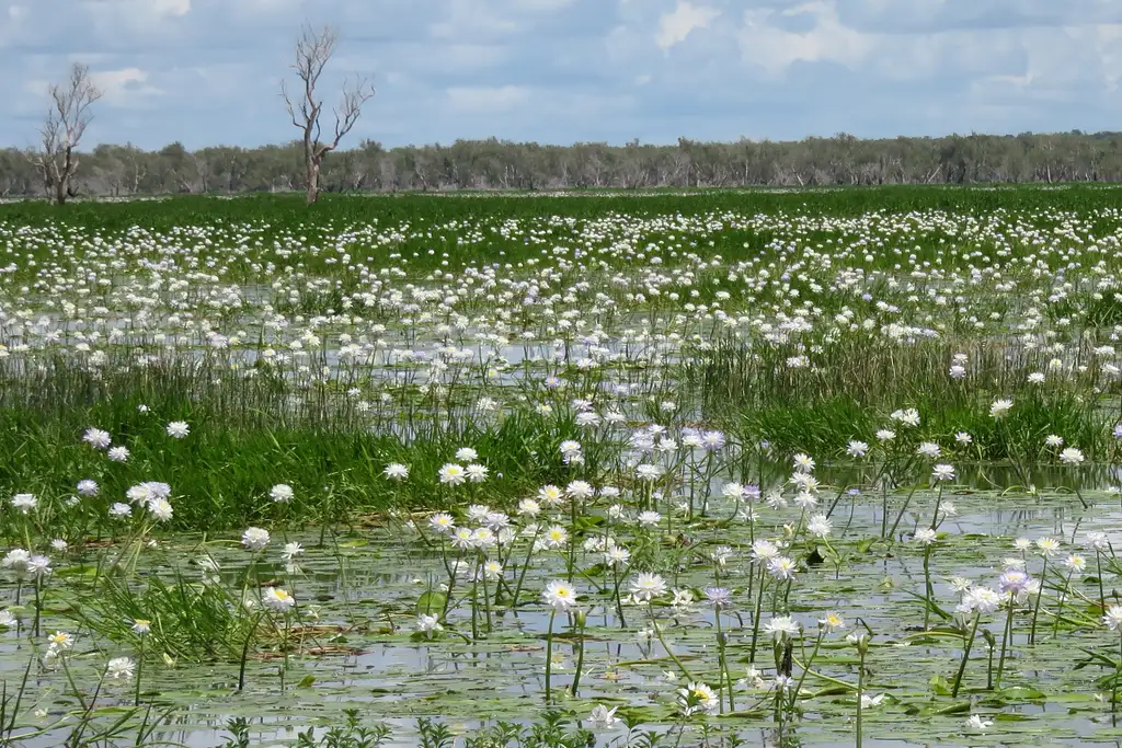 Corroboree Billabong | 2 Hour Sunrise Wetland Cruise