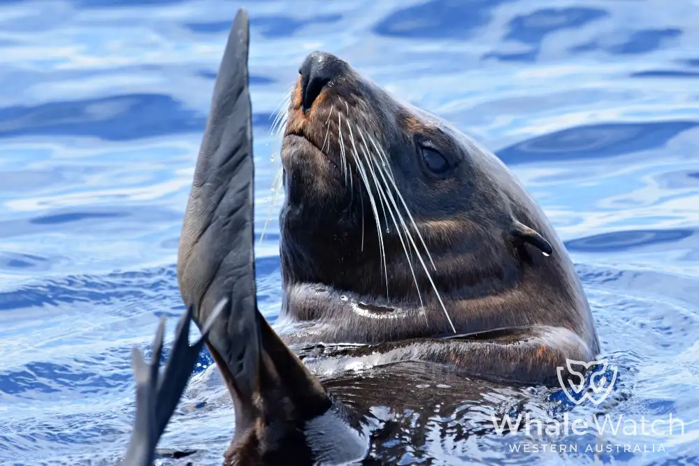 Bremer Bay Orca Experience | Bremer Bay Whale Watching
