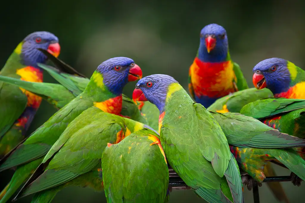 Currumbin Wildlife Sanctuary Shuttle Service | Transport only
