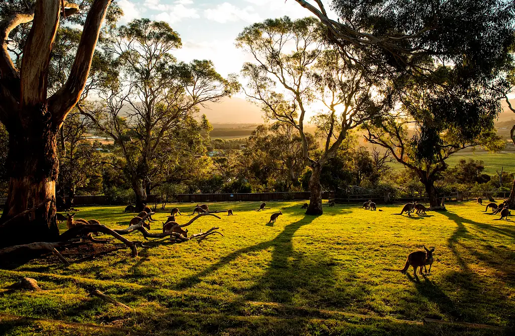 Hobart Highlights Full Day Tour with Bonorong Wildlife Sanctuary