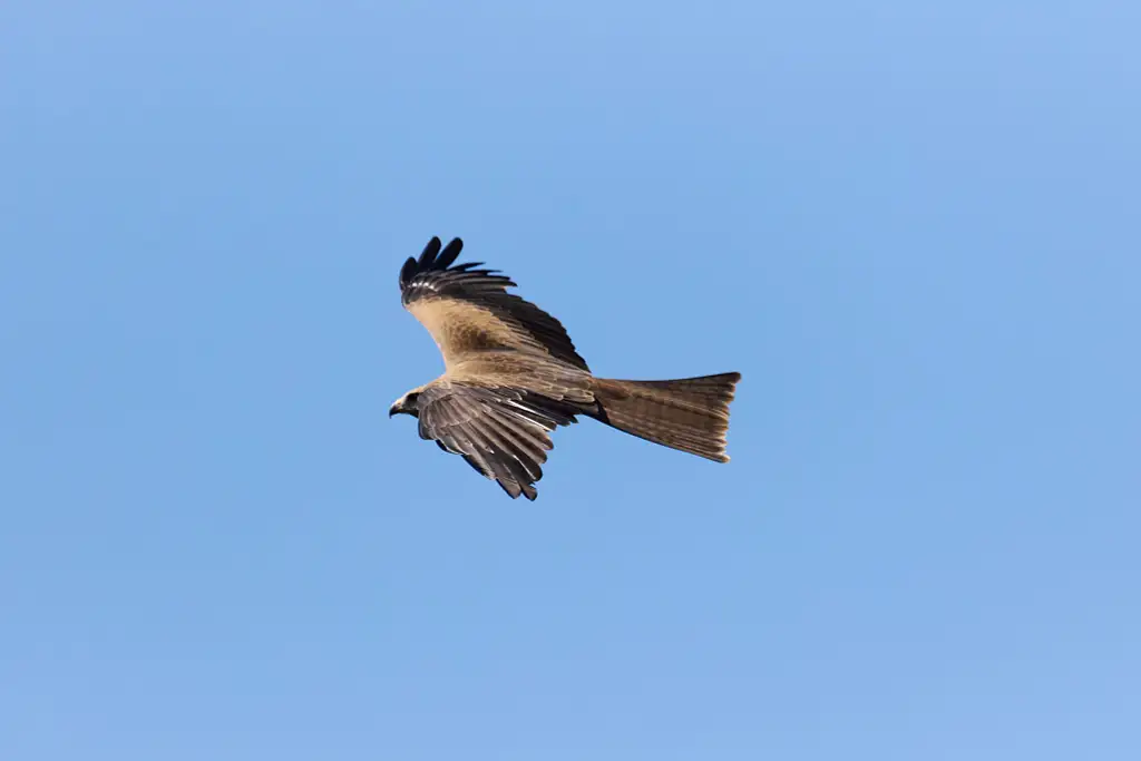 Capes Raptor Centre: Encounters and Birds of Prey Forest Walk