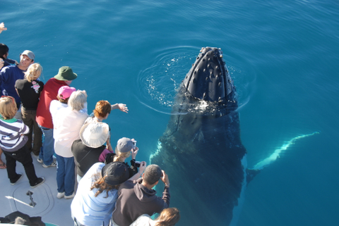 Hervey Bay Whale Watching Tour