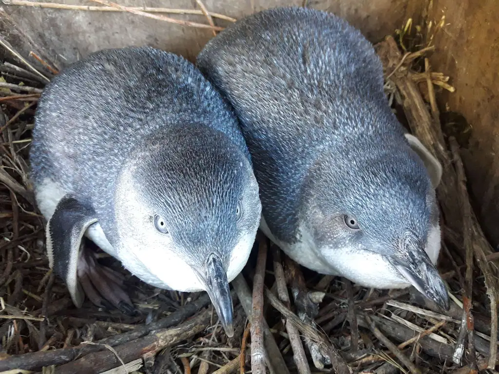 Half-Day Scenic Nature Safari - Akaroa