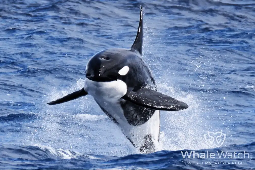 Bremer Bay Orca Experience | Bremer Bay Whale Watching