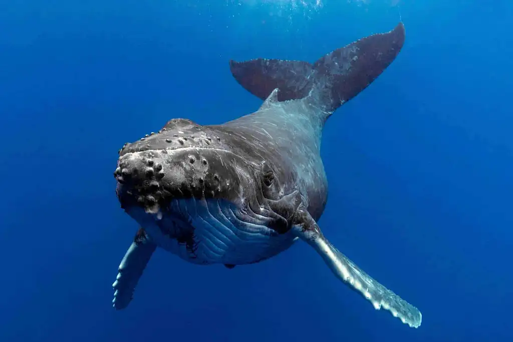 Whale Watching - Sea World Cruises | Gold Coast