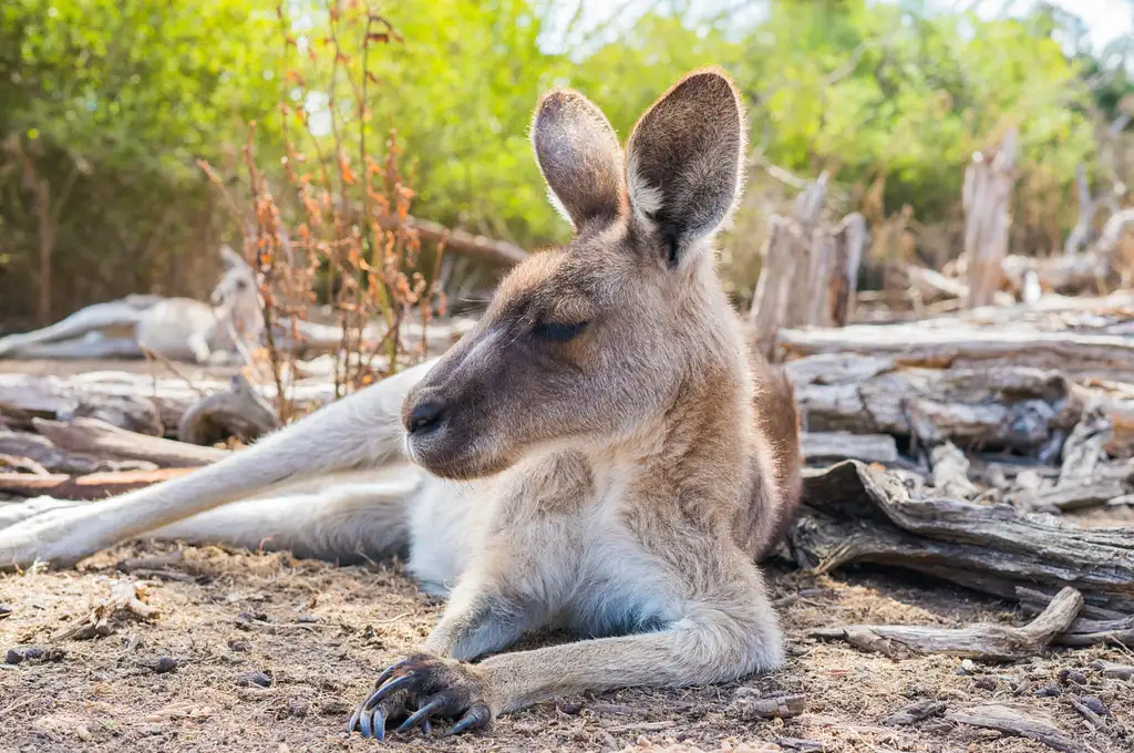 Yanchep, Koalas & Crystal Cave Tour - ex Perth