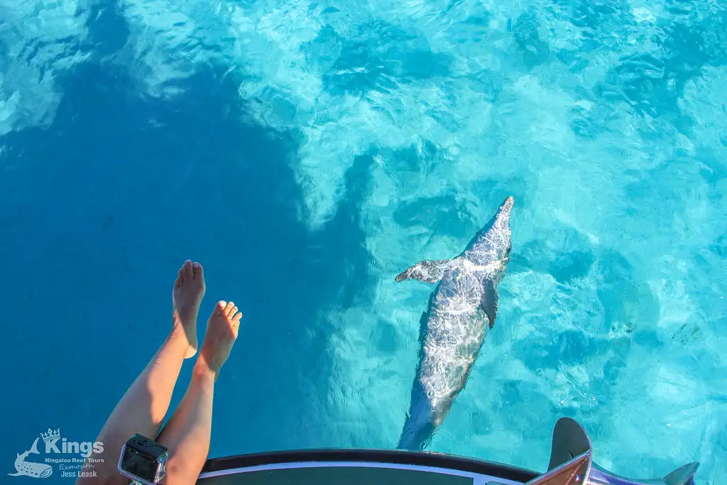 Whale Shark Snorkelling Adventure Tour (Apr-July) | Departing Exmouth