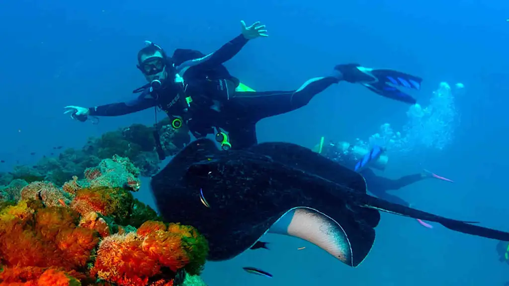 Yongala Wreck Full Day Dive Tour Including Ferry