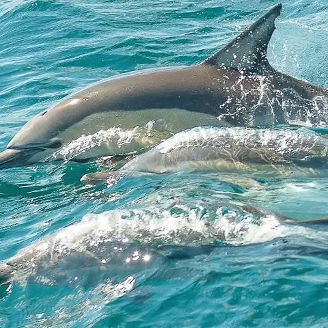 Dolphin tours in New South Wales