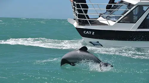Akaroa Day Tour & Nature Cruise