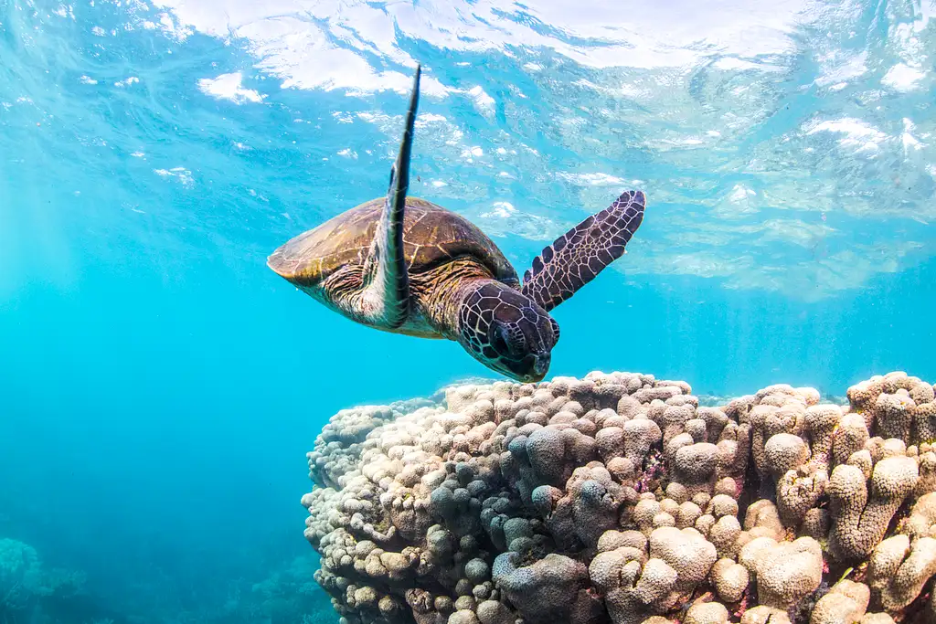 Snorkel Discovery Sailing Cruise | Coral Bay