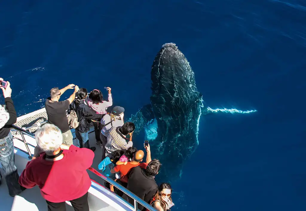 Whale Watching - Sea World Cruises | Gold Coast