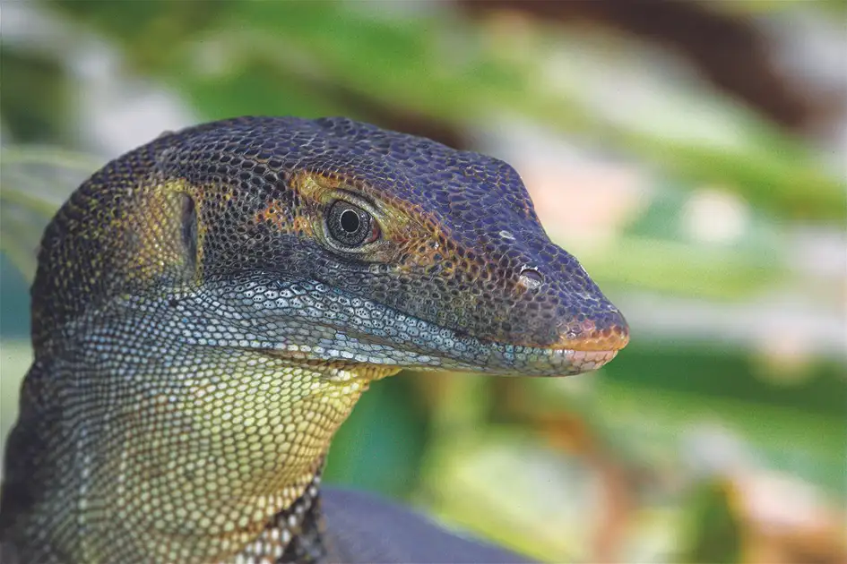 Hartley's Crocodile Adventures Half Day Tour