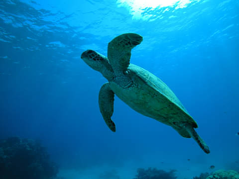 barrier reef dive